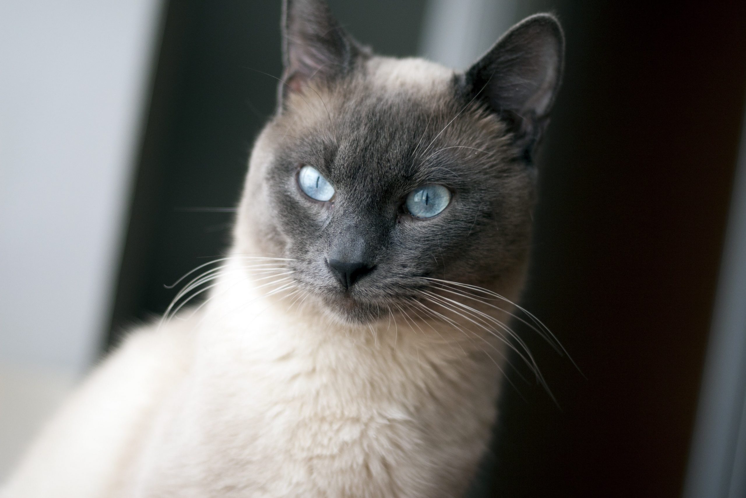 le chat balinais