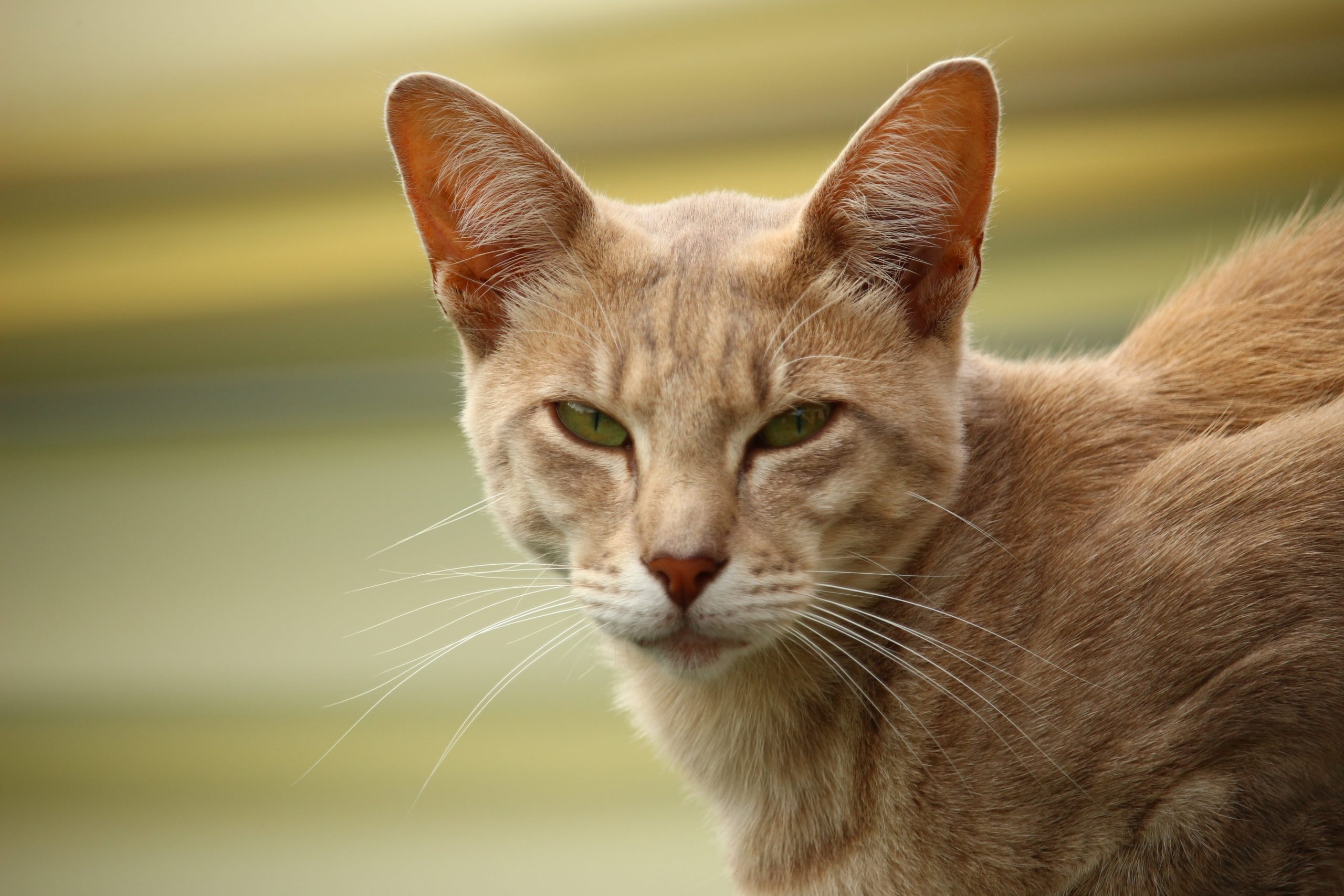 la classe du chat javanais