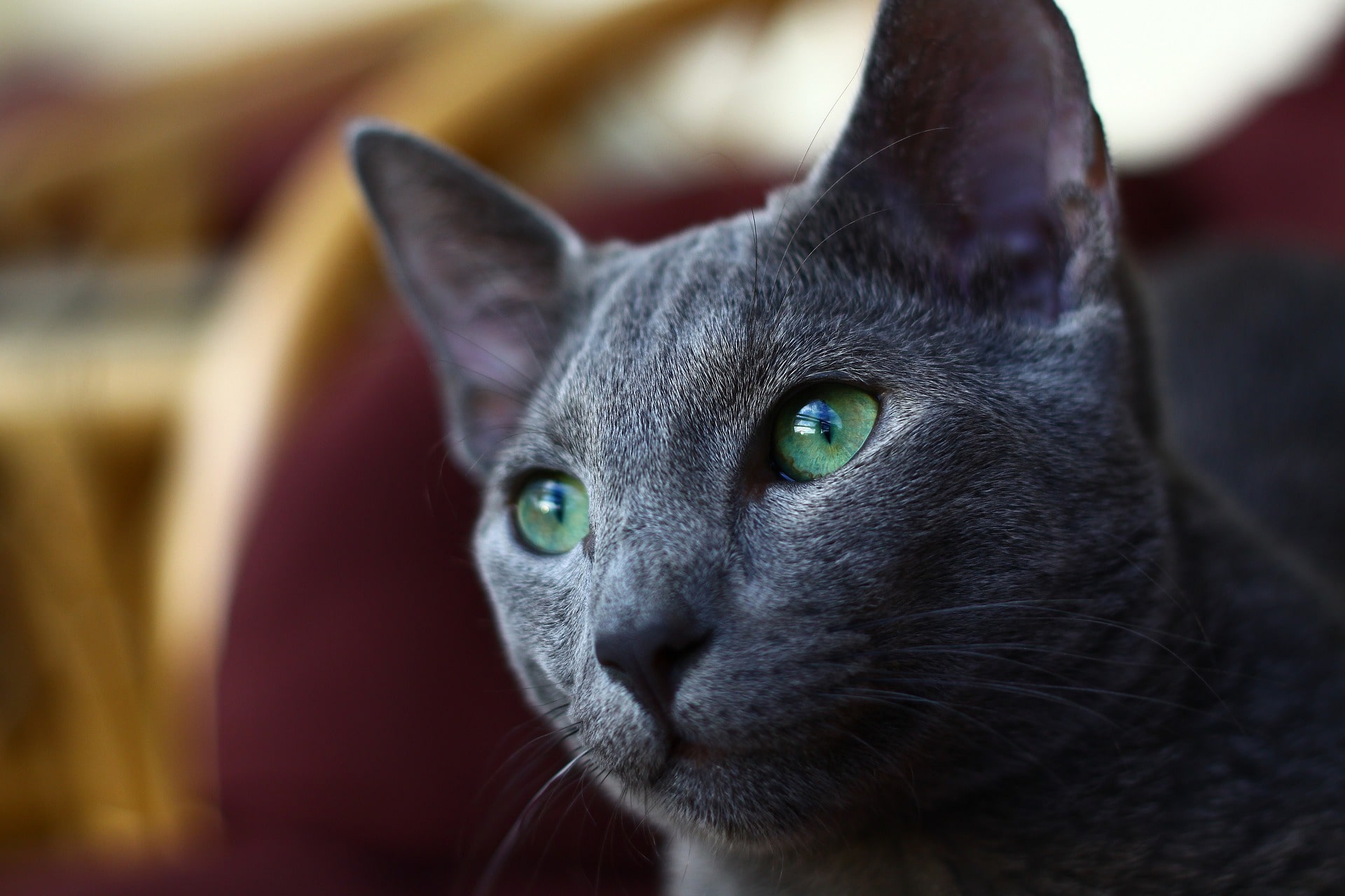 curieux bleu russe