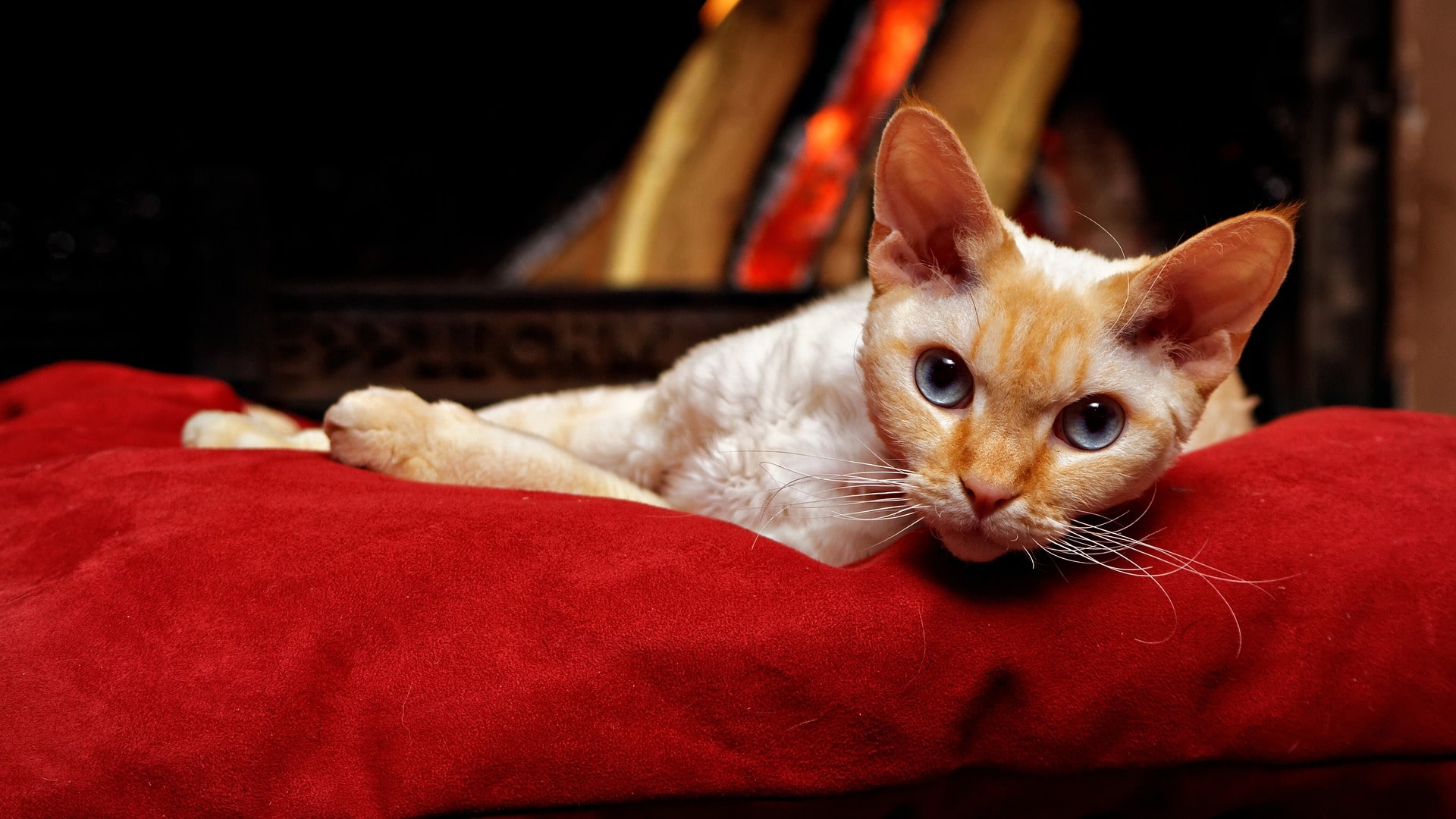 Le Devon Rex dans son foyer
